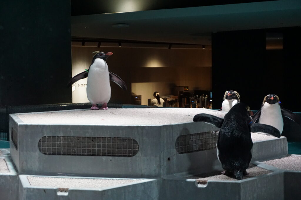 AOAO SAPPORO 札幌水族館 都市型室內水族景點 企鵝