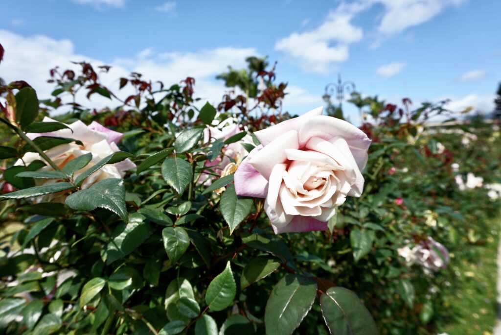 台北景點 新生公園 台北玫瑰園