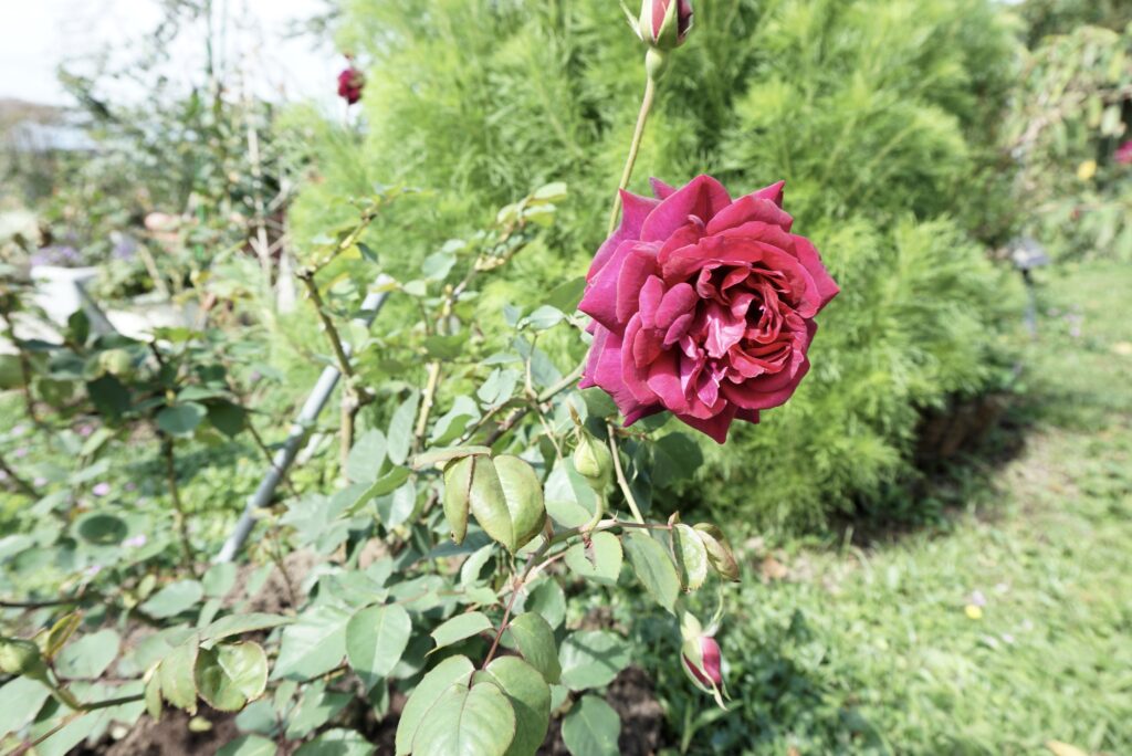 台北景點 新生公園 台北玫瑰園