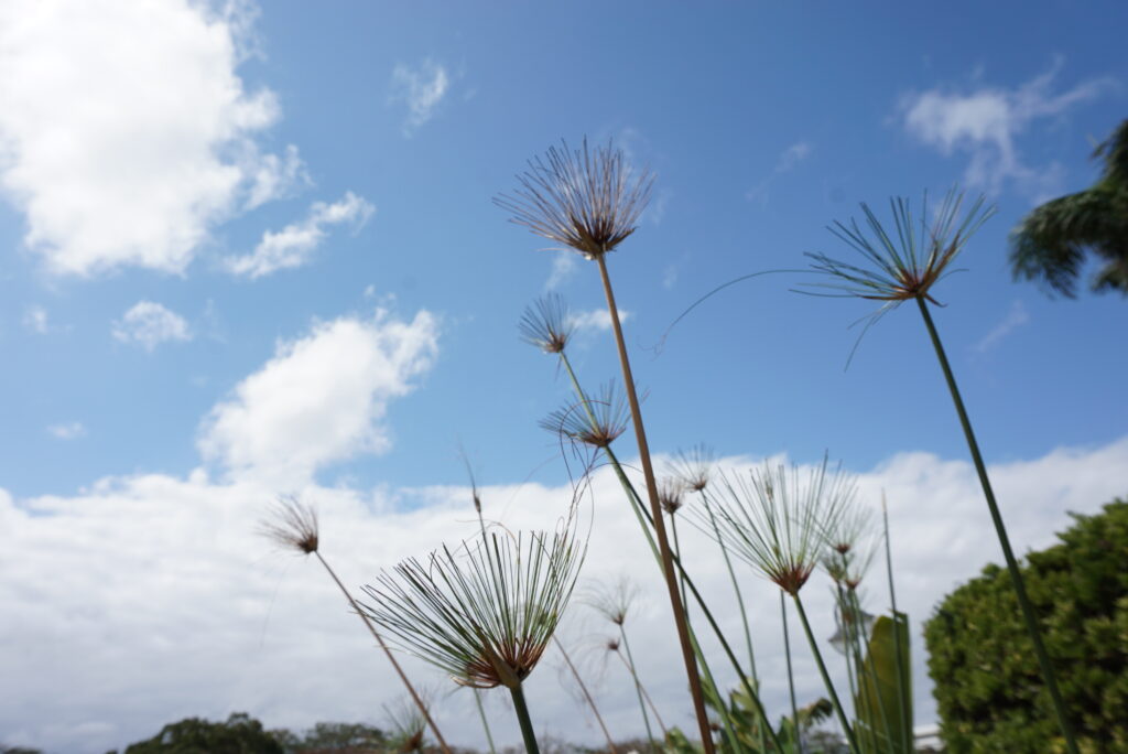 台北景點 新生公園 台北玫瑰園