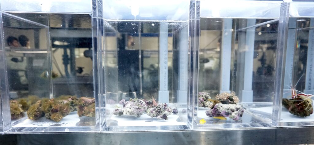 AOAO SAPPORO 水生命實驗室 珊瑚小型水槽