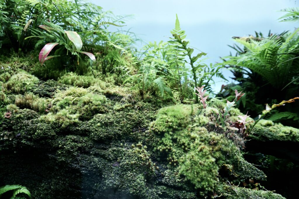 AOAO SAPPORO 綠色展間 苔蘚特寫 蕨類植物