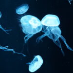 AOAO SAPPORO 水母展示 藍光 透明水母群