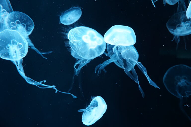 AOAO SAPPORO 水母展示 藍光 透明水母群