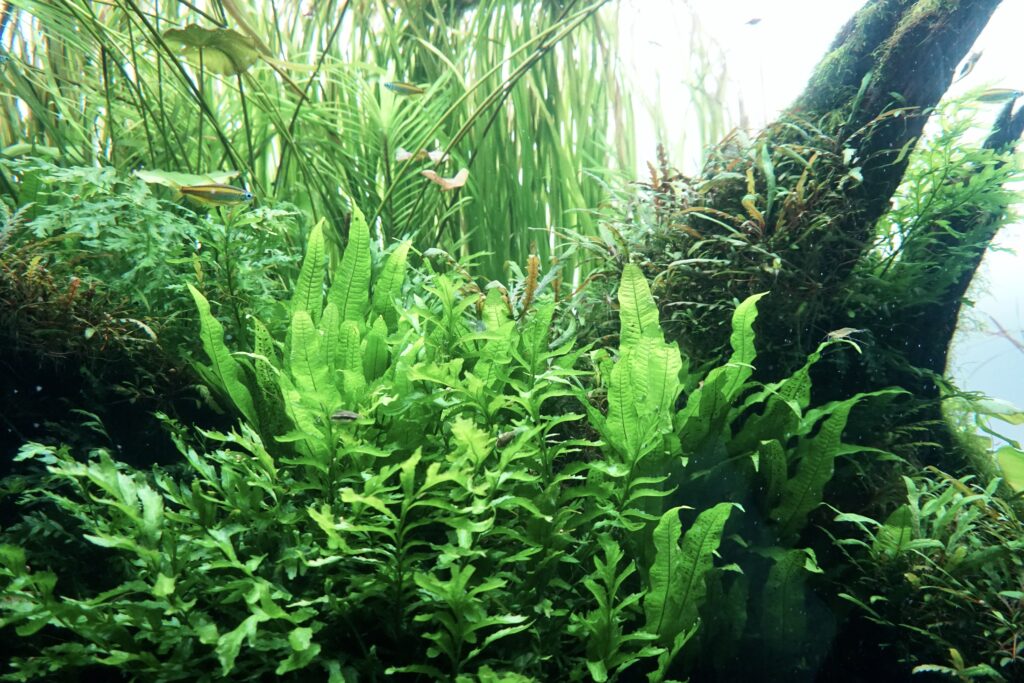 AOAO SAPPORO 自然水族箱 蕨類水草森林造景