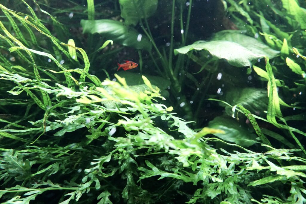 AOAO SAPPORO 自然水族箱 水草造景 紅色小魚