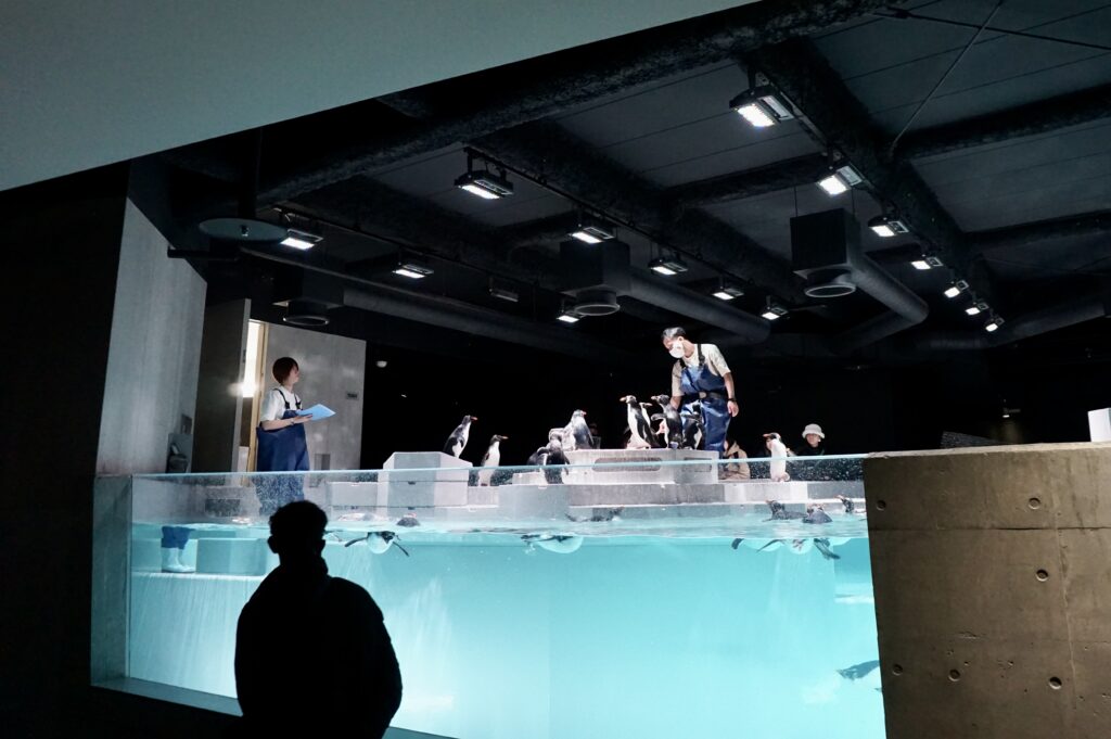 AOAO SAPPORO 企鵝餵食秀 飼育員互動