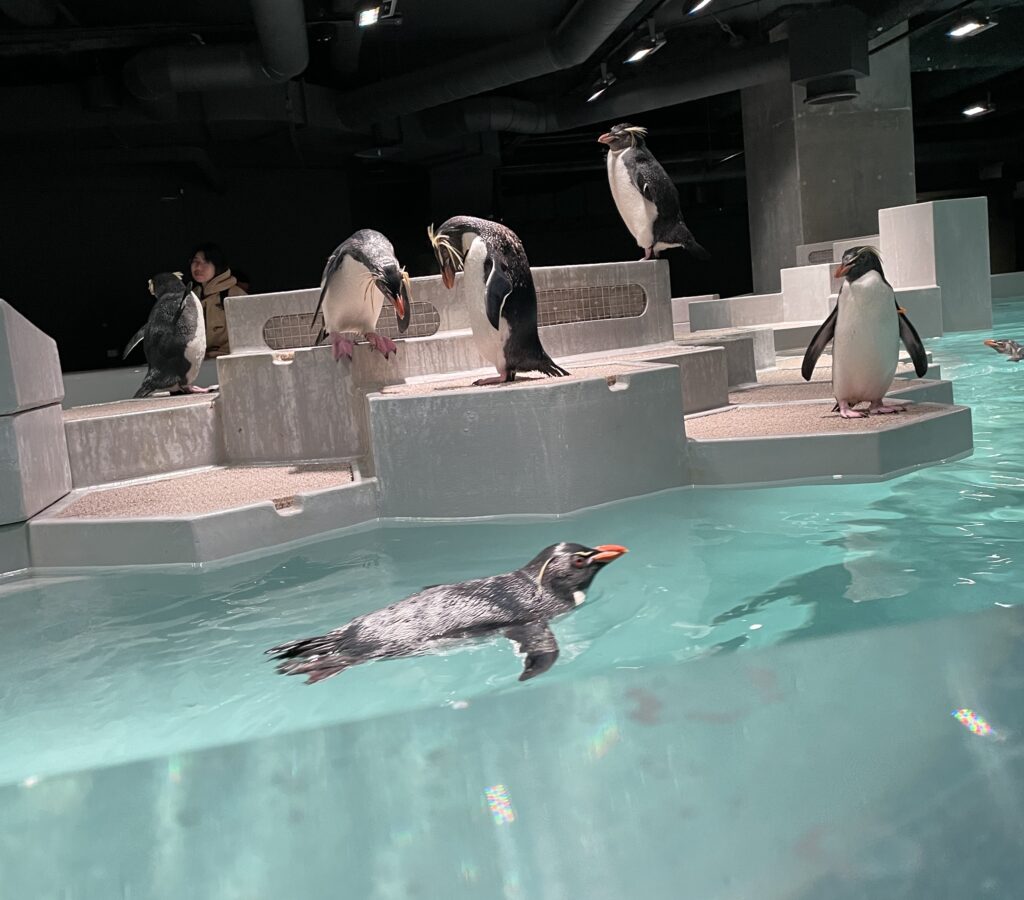 AOAO SAPPORO 企鵝池 六角平台 遊客近距離觀賞