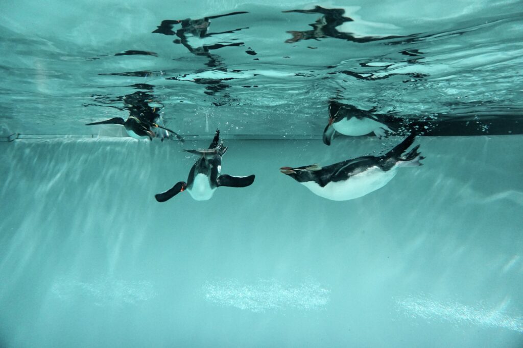 AOAO SAPPORO 企鵝水中游泳 近距離拍攝