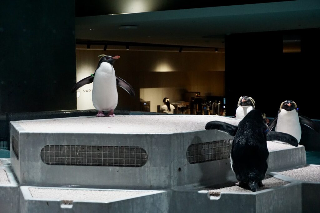 AOAO SAPPORO 北方長冠企鵝 六角形平台 近距離