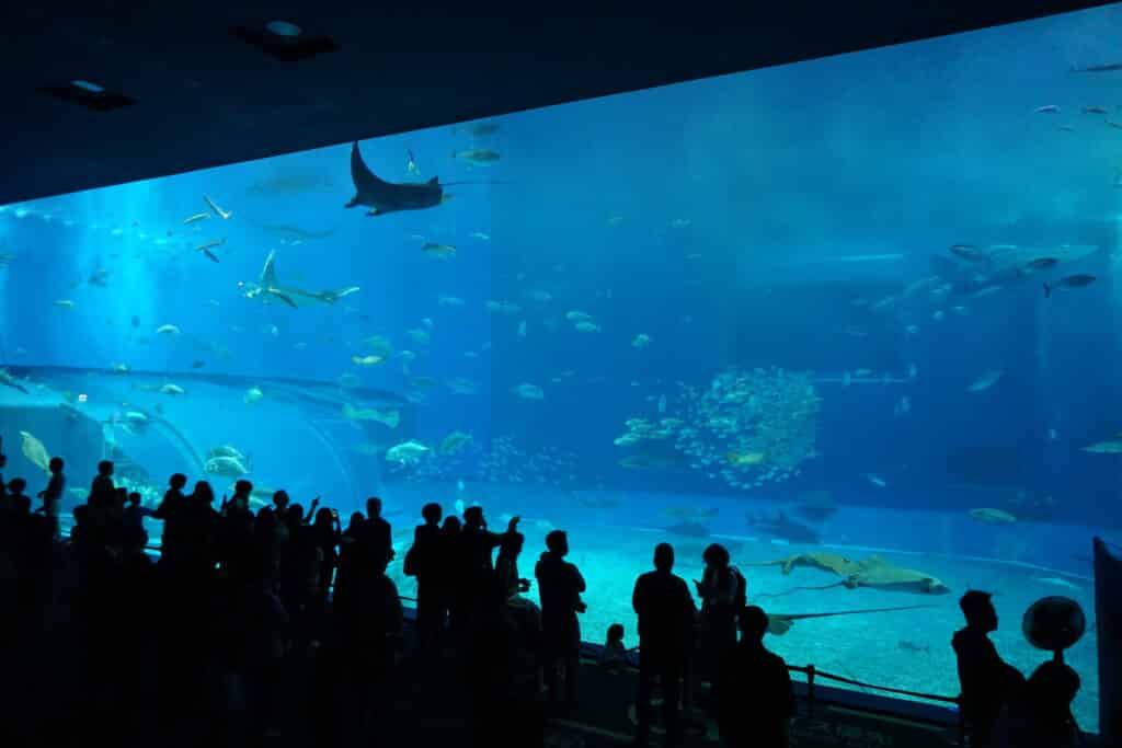 沖繩美麗海水族館 黑潮之海大水槽