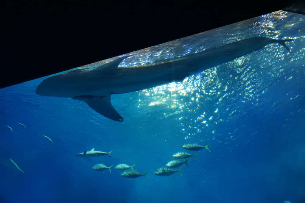 沖繩美麗海水族館 鯨鯊