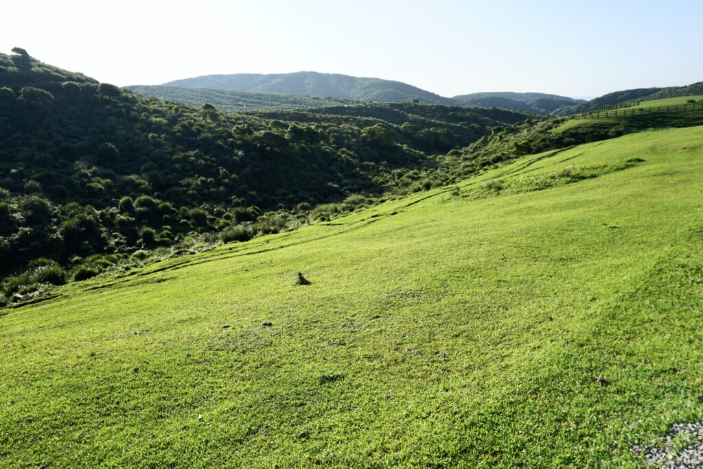 陽明山國家公園 擎天崗